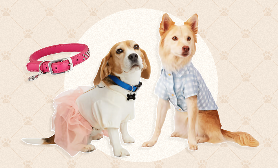 6 Dog Fashion Trends in 2023: Barbiecore, Balletcore & More