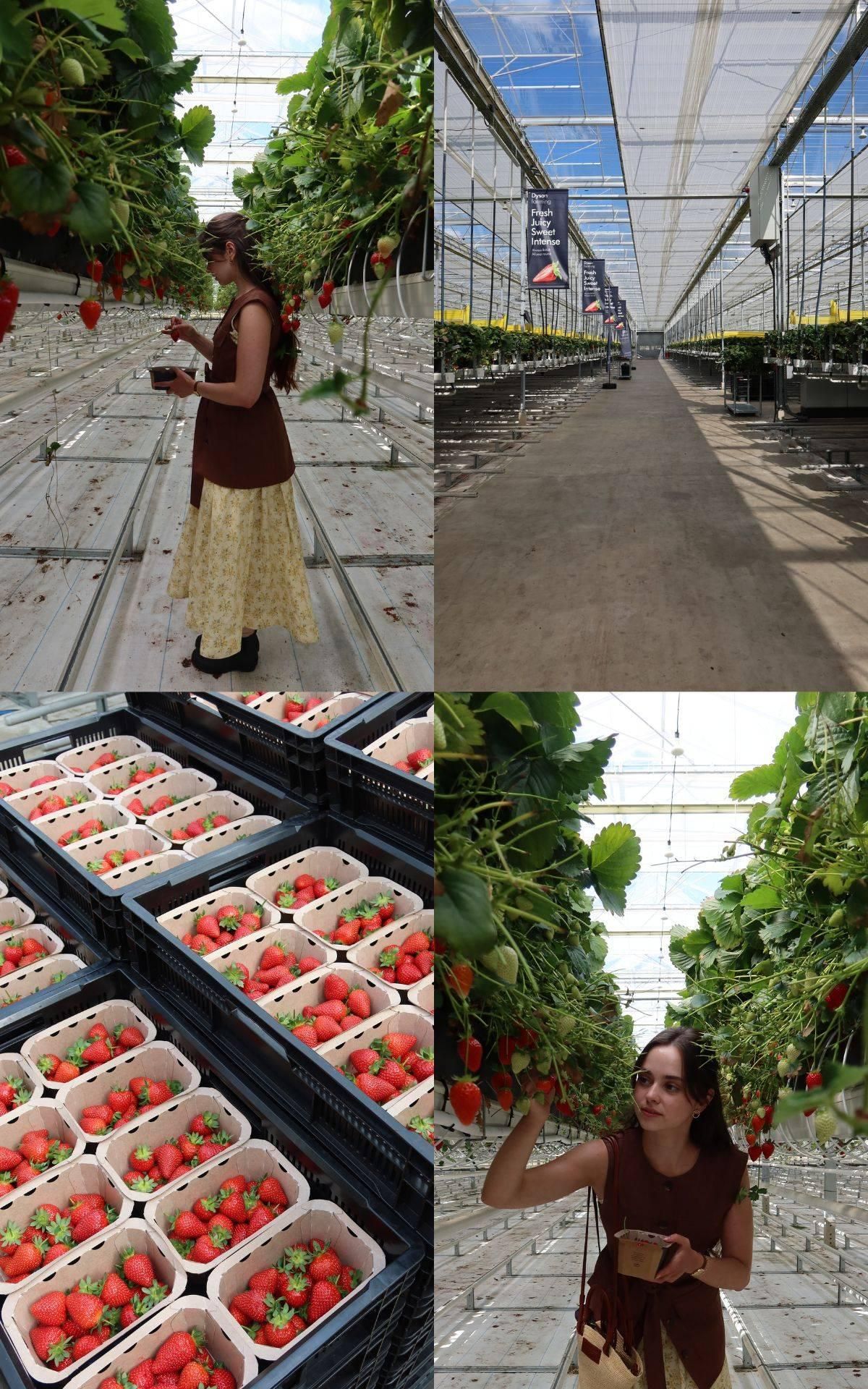 Nous terminons la journée en essayant les fraises de la ferme Dyson