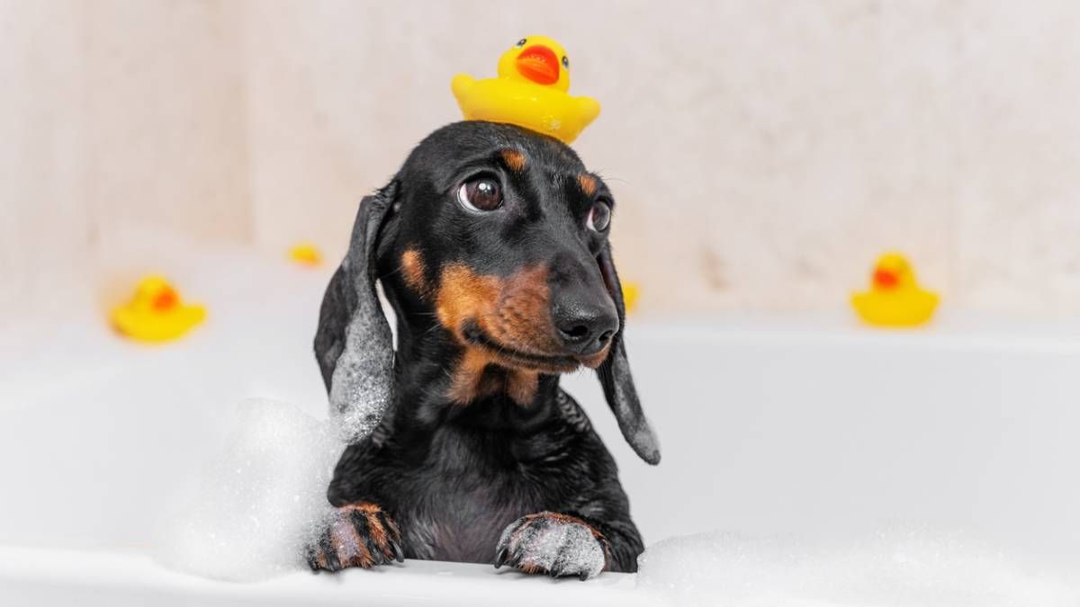 El secador preferido de las que más saben de belleza, también es el favorito de mi perro, porque ha hecho que secarlo tras la ducha ya no sea un drama.