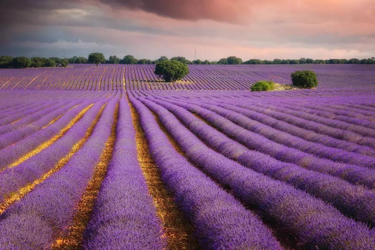 Tout devient violet dans les champs de lavande de Brihuega.